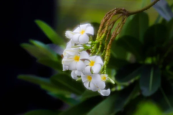 Beautiful Bunch White Frangipani Flowers — стоковое фото
