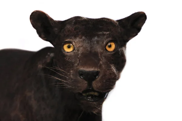 Close Panther Face Black Background — стоковое фото