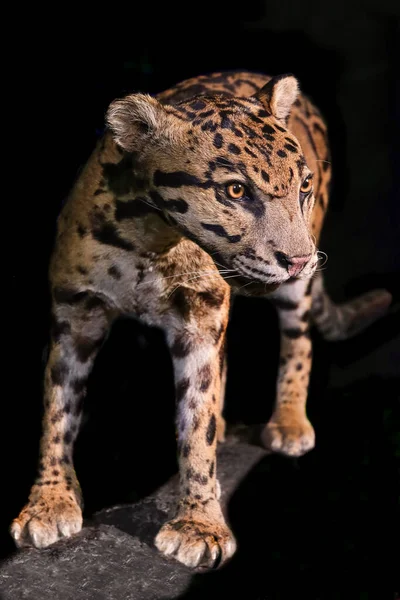 close-up of clouded leopard face on black background