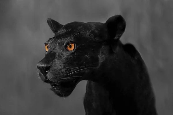 Close Panther Face Black Background — Stock Fotó