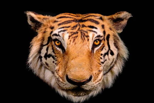 Close Bengal Tiger Face Black Background — Fotografia de Stock