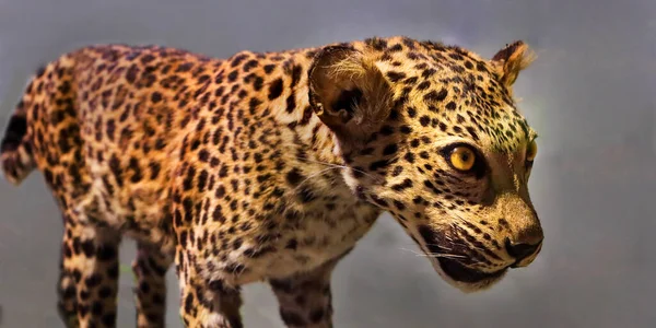 Close Leopard Face Black Background — Stok fotoğraf