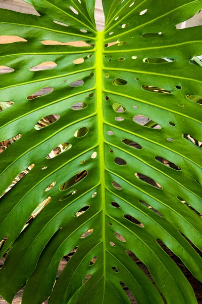 Листья Чудовищного Растения Саду — стоковое фото