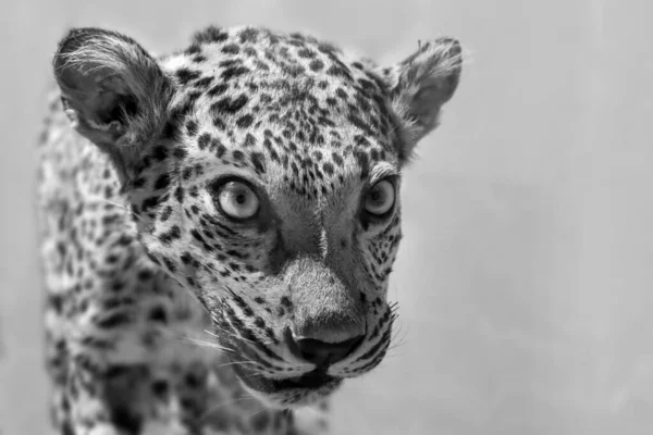 Close Leopard Face Black Background — Fotografia de Stock
