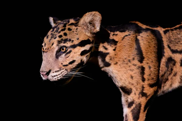 close-up of clouded leopard face on black background