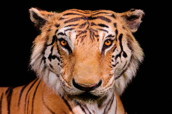 Close Bengal Tiger Face Black Background — Stockfoto