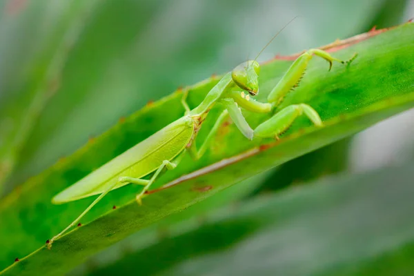 Close Praying Mantis Leaf — Stockfoto