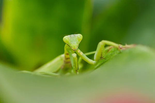 Close Praying Mantis Leaf — Stockfoto