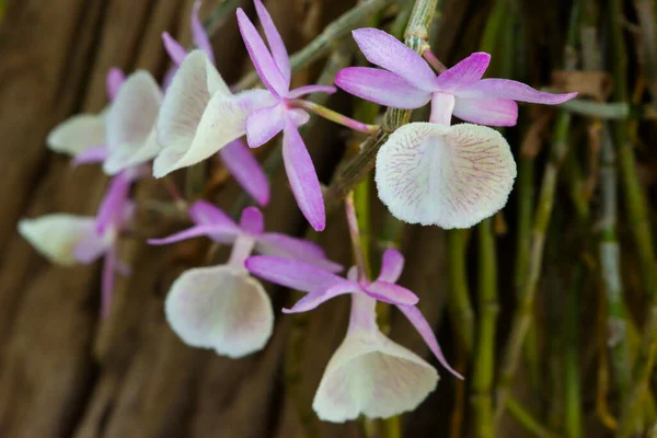 Fleurs Orchidée Sauvage Avec Belles Couleurs Violettes Blanches — Photo