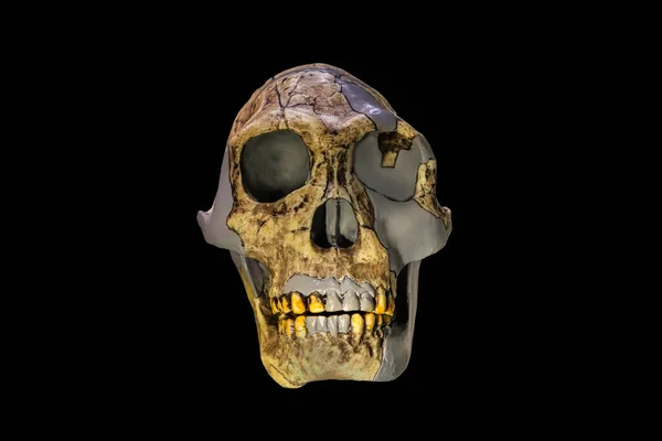 Human Skull Displayed Black Background — Stockfoto