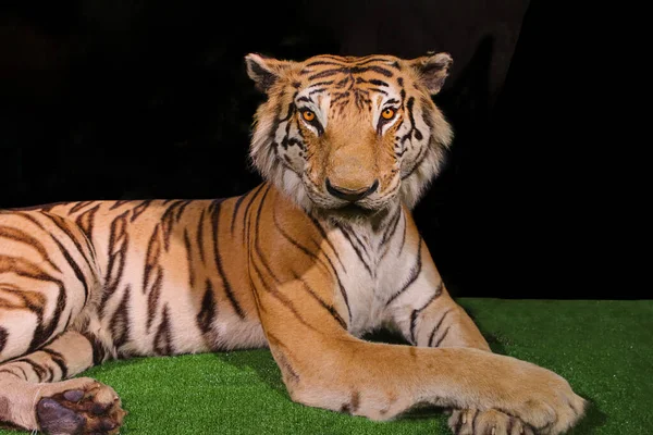 Close Bengal Tiger Face Black Background — стоковое фото