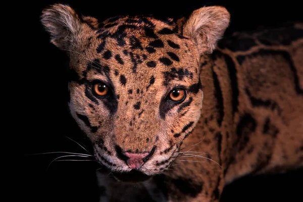 close-up of clouded leopard face on black background