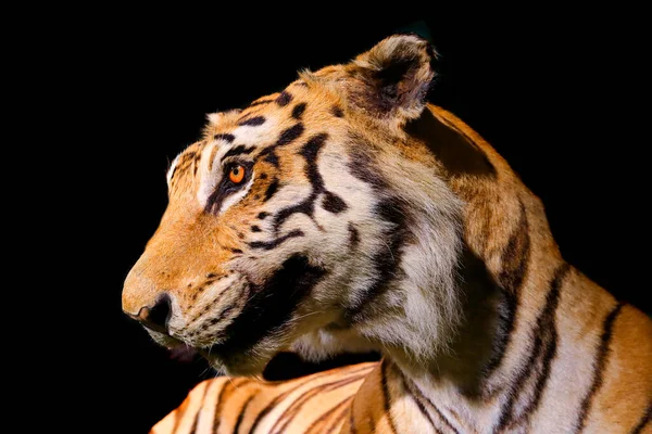 Close Bengal Tiger Face Black Background — Stock fotografie