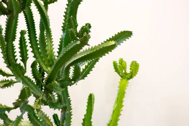 Beyaz arka planda büyük yeşil kaktüs