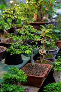 Bonsai ağaçları fabrika gösterisinde satılıktır..