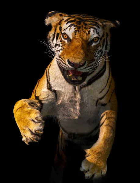 Young Tiger Close Black Background — Stock Photo, Image