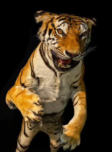 Young Tiger Close Black Background — Stock Photo, Image