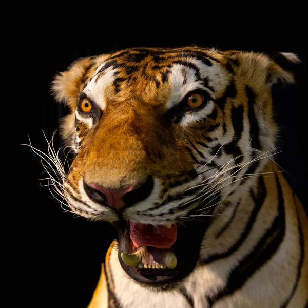 Young Tiger Close Black Background — Stock Photo, Image