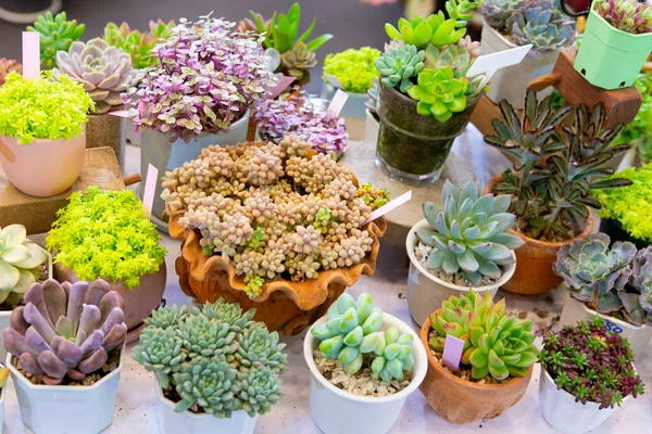 Cactus Sale Plant Show Stock Photo