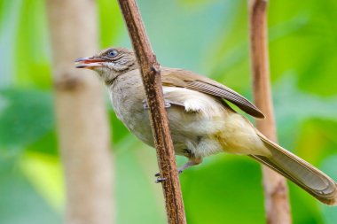 Pycnonotus Blanfordi bahçedeki bir dala tünemişti.;