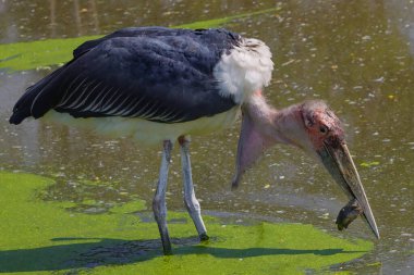 Hayvanat bahçesinde daha büyük bir yardımcı (Leptoptilos dubius)