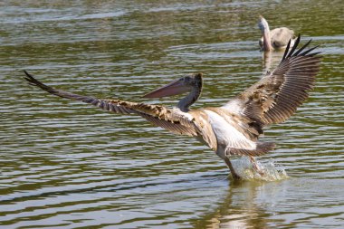 Bir pelikan yemek için balık arıyor..
