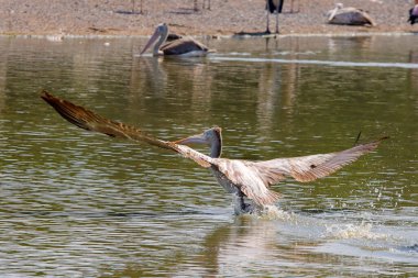 Bir pelikan yemek için balık arıyor..