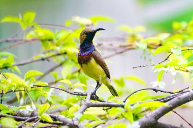 Bahçedeki bir dalda duran zeytin sırtı güneş kuşu.