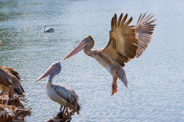 Bir pelikan yemek için balık arıyor..