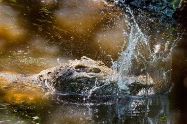 Hayvanat bahçesindeki timsah.