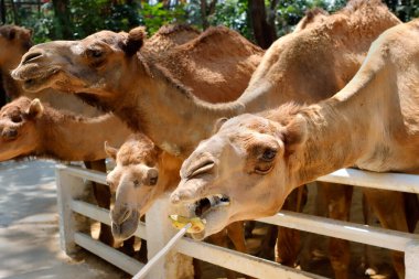 Hayvanat bahçesinde birçok deve sergilenir..