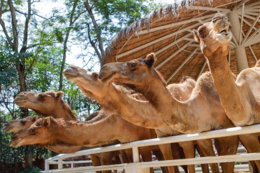 Hayvanat bahçesinde birçok deve sergilenir..