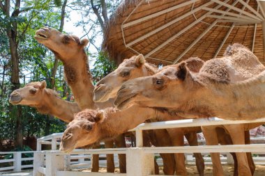 Hayvanat bahçesinde birçok deve sergilenir..
