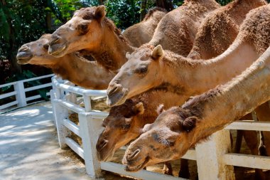Hayvanat bahçesinde birçok deve sergilenir..