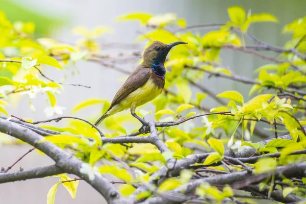 Olivenblättriger Sonnenvogel Steht Auf Einem Ast Garten — Stockfoto