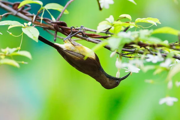 Sluneční Pták Olivovým Hřbetem Stojící Větvi Zahradě — Stock fotografie