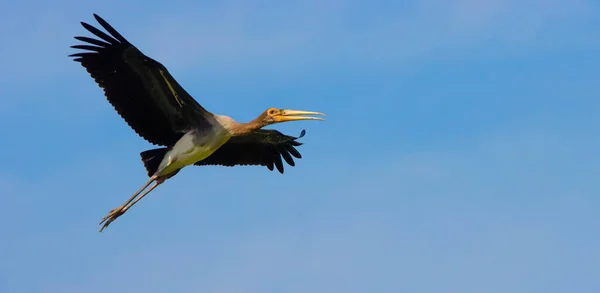 Grotere Adjudant Leptoptilos Dubius Dierentuin — Stockfoto