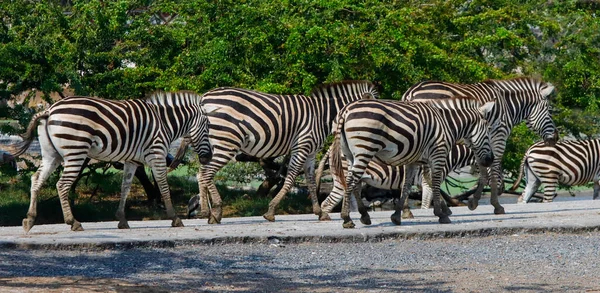 Eine Zebraherde Spaziert Durch Den Zoo — Stockfoto