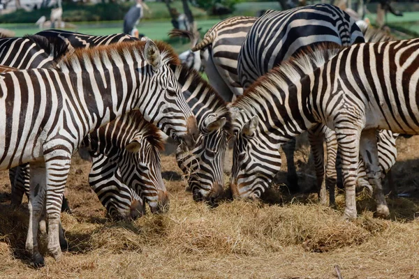 Eine Herde Zebras Weidet Zoo — Stockfoto