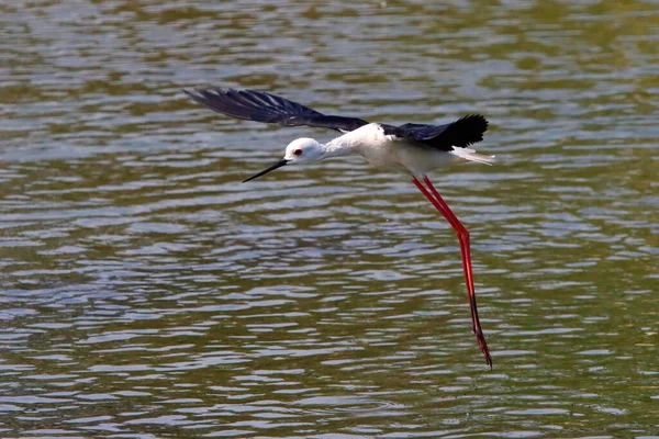 winged stilt in the zoo for food