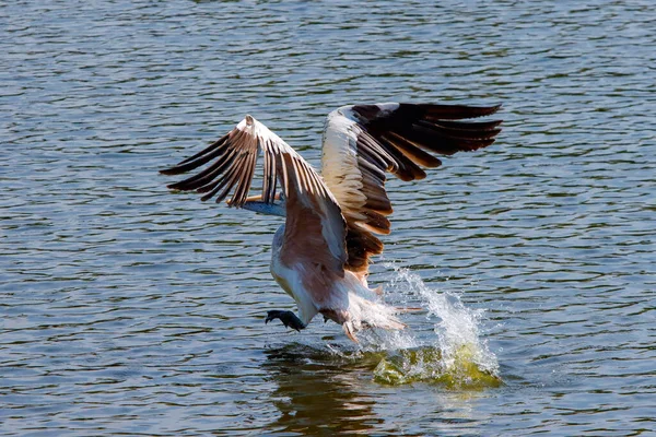 Bir Pelikan Yemek Için Balık Arıyor — Stok fotoğraf