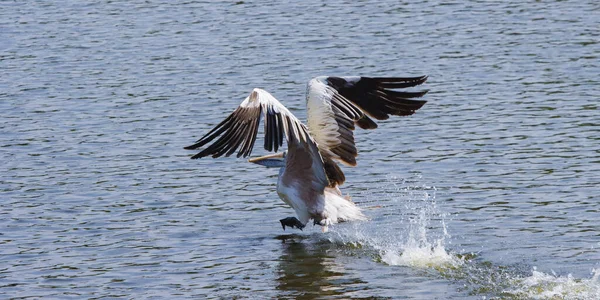 Bir Pelikan Yemek Için Balık Arıyor — Stok fotoğraf