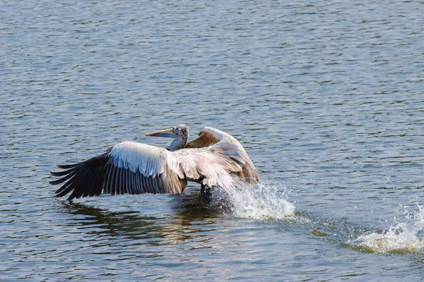 Pelicano Está Procura Peixe Para Comida — Fotografia de Stock