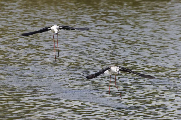 winged stilt in the zoo for food