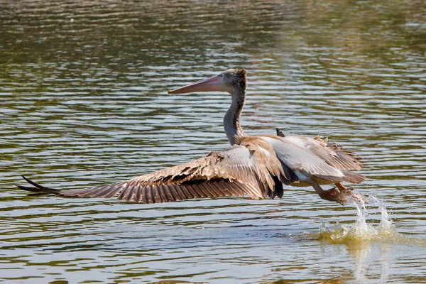 Pelicano Está Procura Peixe Para Comida — Fotografia de Stock