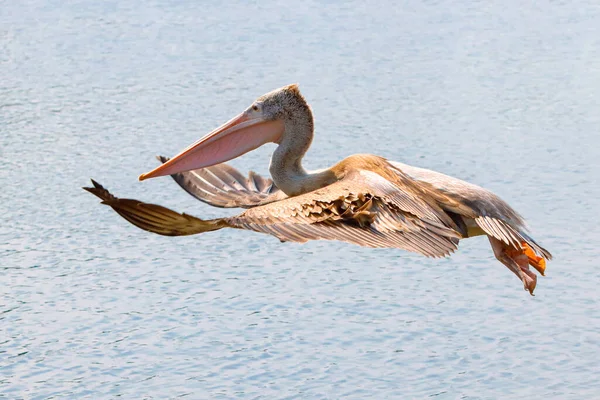 Een Pelikaan Zoekt Vis Voor Voedsel — Stockfoto