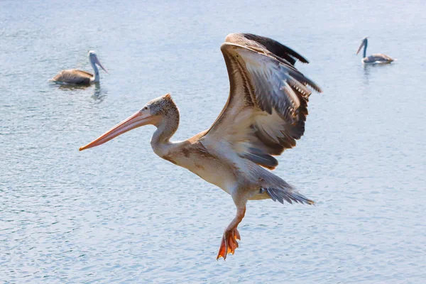 Bir pelikan yemek için balık arıyor..