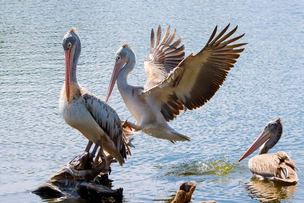 Pelican Stands Sun Shakes His Feathers Sun — Stock Photo, Image