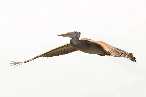 Koppel Pelikanen Die Een Witte Achtergrond Vliegen — Stockfoto