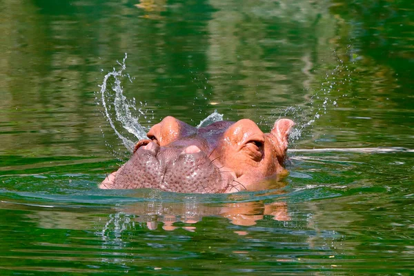 Una Familia Hipopótamos Nada Estanque Del Zoológico —  Fotos de Stock